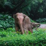 Discover Sri Lanka: A Paradise for Nature Lovers and Adventure Seekers