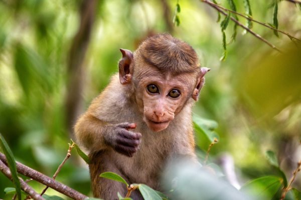 14 nights_deluxe_ Sri_lanka_tours_monkey_patheraescapes