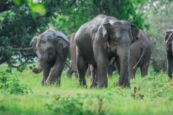 14 nights_indulge_tour_srilanka_pathera_escapes_udawalawa