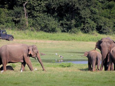 Safaris in Sri lanka