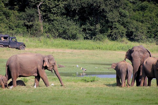 Safaris in Sri lanka