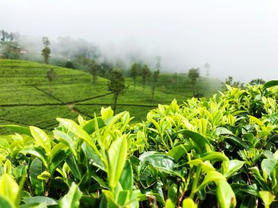 Tea_estates_nuwara_eliya_21_nights_sri lanka_Patherescapes_ deluxe_tour
